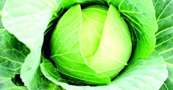 তারুণ্য ধরে রাখে বাঁধাকপি