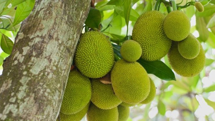 ক্যানসারসহ নানা রোগ থেকে মুক্তি দেবে কাঁঠাল!