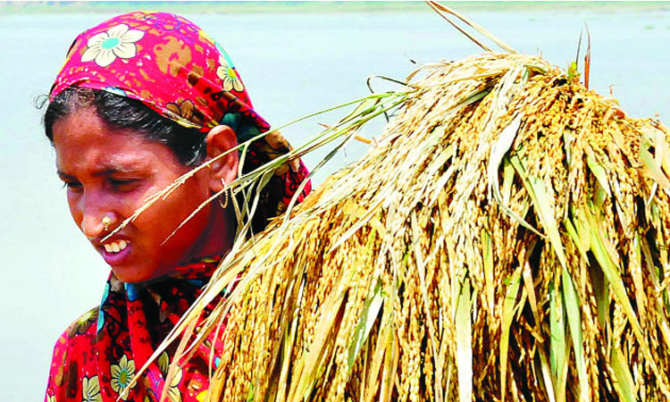 প্রতি মণ ধানে কৃষকের লোকসান ন্যূনতম ২০০ টাকা
