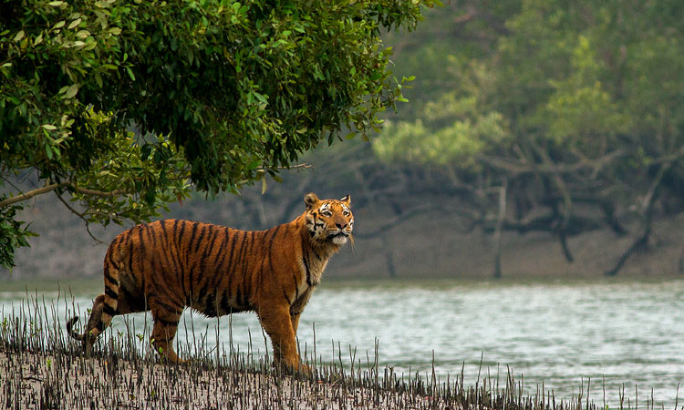সুন্দরবনে বাঘ বেড়েছে তিন বছরে ৮টি