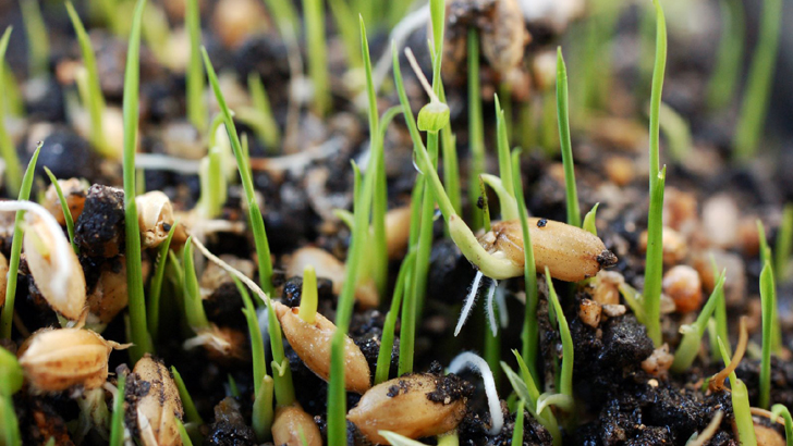 ‘মানসম্মত বীজ উৎপাদন ও সরবরাহ বাড়ানো প্রয়োজন’