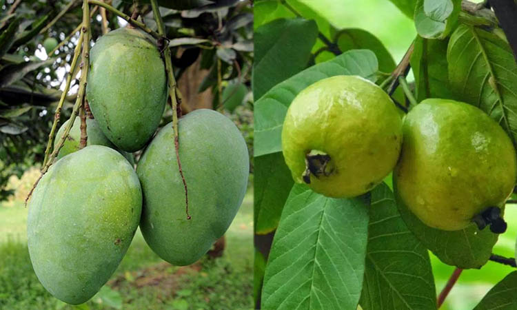 আম উৎপাদনে বাংলাদেশ সপ্তম ও পেয়ারা উৎপাদনে অষ্টমআম উৎপাদনে বাংলাদেশ সপ্তম ও পেয়ারা উৎপাদনে অষ্টম