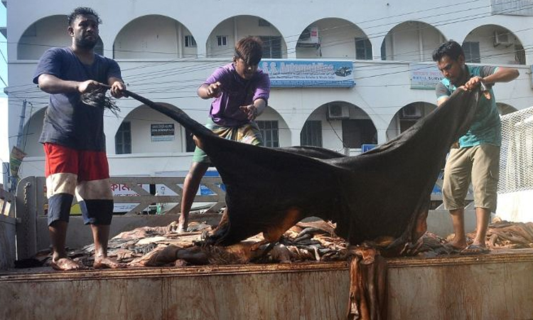 মৌসুমি ব্যবসায়ীদের কাছে মজুত প্রচুর কাঁচা চামড়া