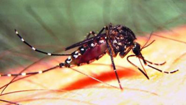 ঢাকার বাইরে ডেঙ্গু ছড়াচ্ছে এডিস এলবোপিক্টাস