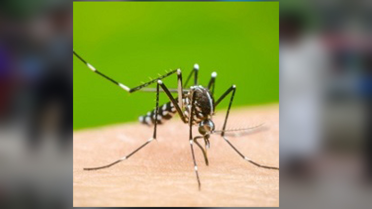 ডেঙ্গু রোগের চিকিৎসা: ঢাকার ছয় হাসপাতালে ২৭১ কোটি টাকা বরাদ্দ