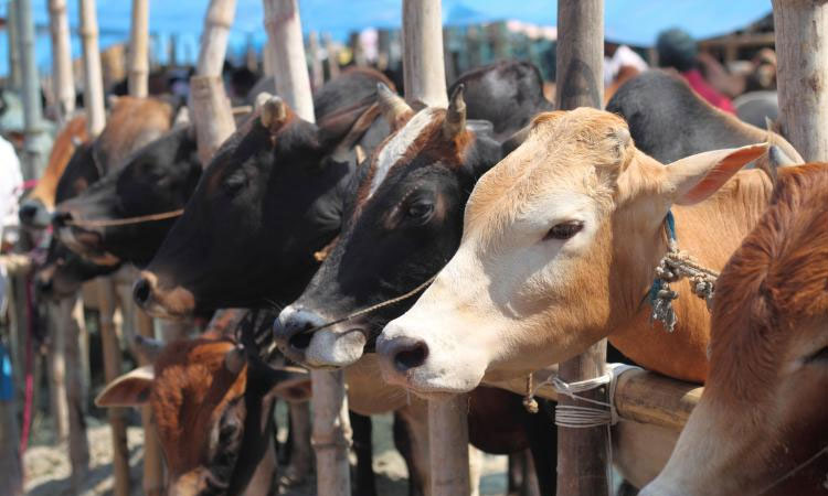 ঈদকেন্দ্রিক অর্থনীতি চাঙ্গা