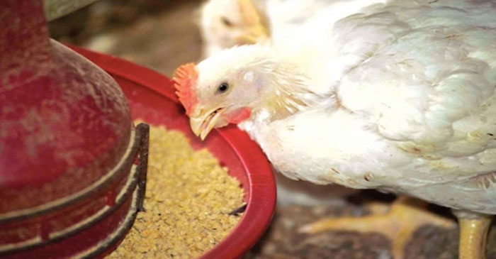 ট্যানারির বিষাক্ত বর্জ্যেই তৈরি হচ্ছে পোল্ট্রি ফিড