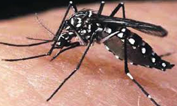 ঢাকার বাইরে বেড়েছে ডেঙ্গু রোগী