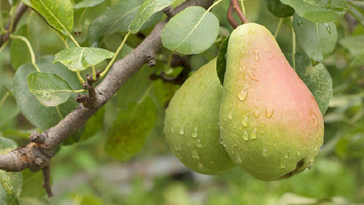 অতিরিক্ত ওজন কমিয়ে শক্তি বাড়াবে যে ফল
