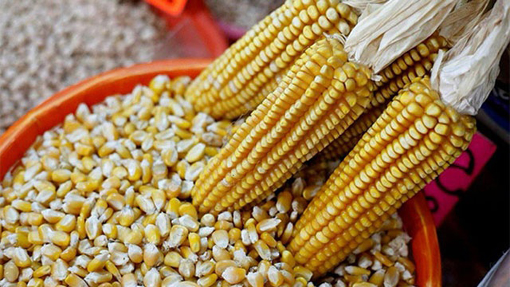 ক্যান্সারসহ যেসব রোগ প্রতিরোধ করবে ভুট্টা