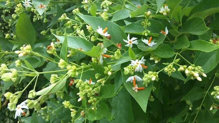 পেটের অতিরিক্ত চর্বি ঝরিয়ে ওজন কমাবে যে পাতা